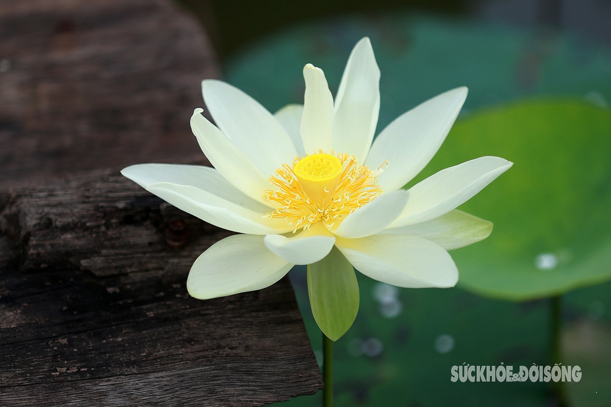 Hoa sen trắng là biểu tượng của sự thanh cao, nhẹ nhàng tỏa hương khiến nhiều người say đắm.