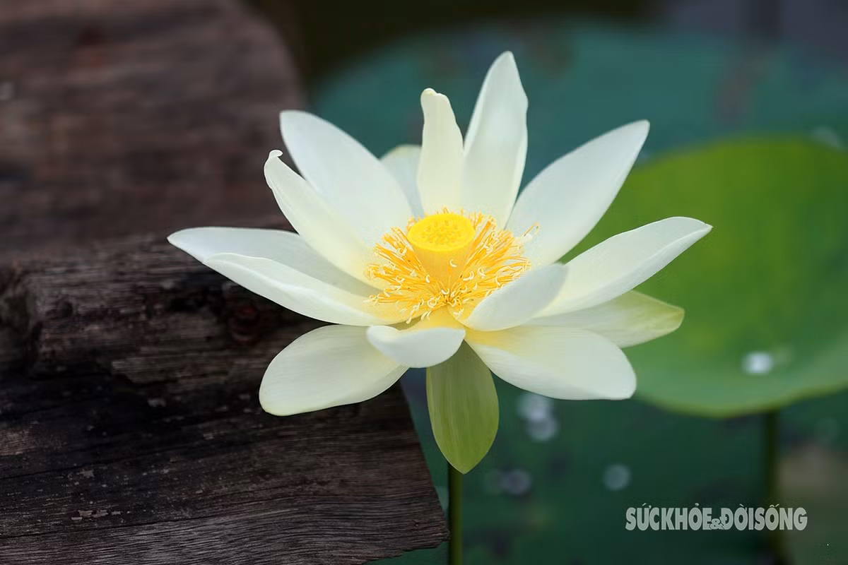 Hoa sen trắng là biểu tượng của sự thanh cao, nhẹ nhàng tỏa hương khiến nhiều người say đắm.