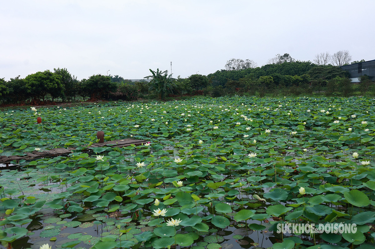 Đầm sen trắng rộng hơn 1.000 m2 tại Long Biên đang nở rộ. Những bông hoa trắng tinh khôi tạo nên nét khác biệt so với các đầm sen khác ở Hà Nội.