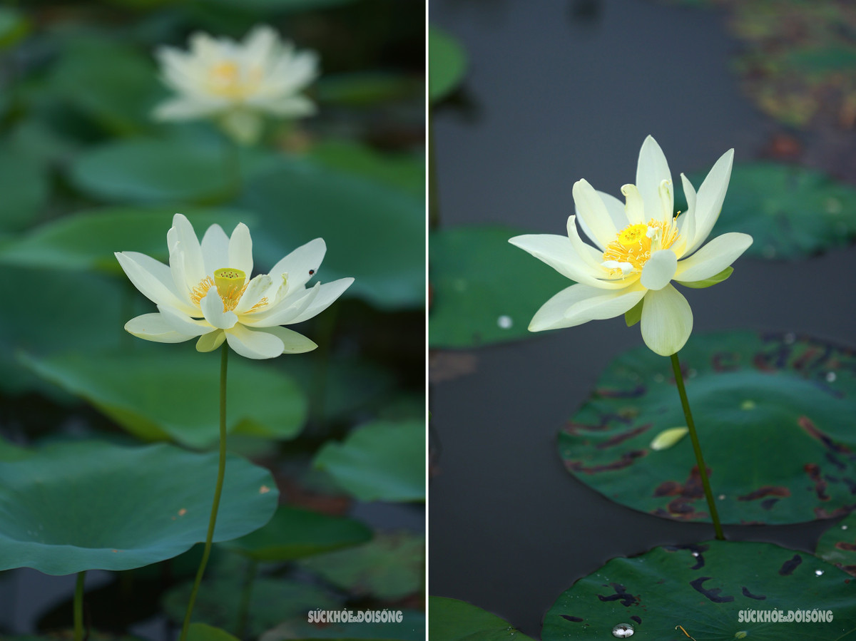 Thời điểm hoa sen nở đẹp nhất vào khoảng 5 -7h hàng ngày, ngậm hương sắc từ đêm hôm trước và những giọt sương đọng lại trên lá. Hoa sen bắt đầu nở rộ từ giữa tháng 5 và sẽ kéo dài đến tháng 8.