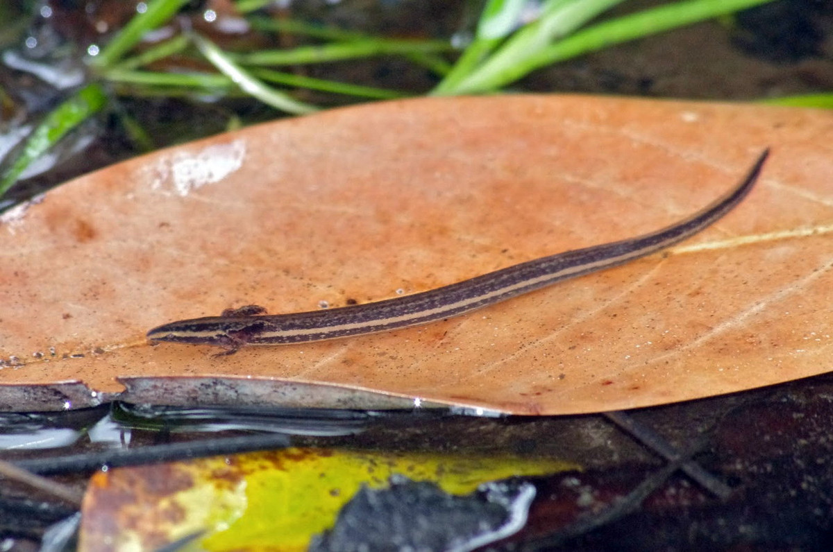 Đời sống của giông lươn hai chân diễn ra hầu như hoàn toàn dưới nước. Ngoại lệ là vào những đêm mưa chúng có thể băng qua đất liền để tìm đến những vùng nước khác. Ảnh: Amphibian Fact.