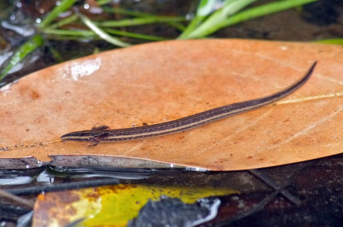 Đời sống của giông lươn hai chân diễn ra hầu như hoàn toàn dưới nước. Ngoại lệ là vào những đêm mưa chúng có thể băng qua đất liền để tìm đến những vùng nước khác. Ảnh: Amphibian Fact.