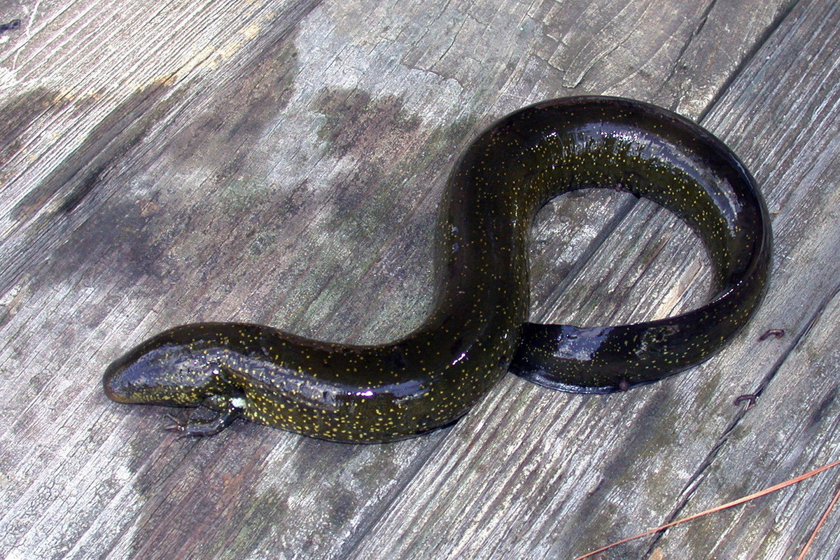 Điểm đặc biệt của chúng là có hai chi trước nhỏ xíu nhưng đã phát triển đầy đủ và hoàn toàn không có chi sau. Ở một loài, bộ xương ở chi trước của chúng chỉ được làm bằng sụn. Ảnh: iNaturalist.