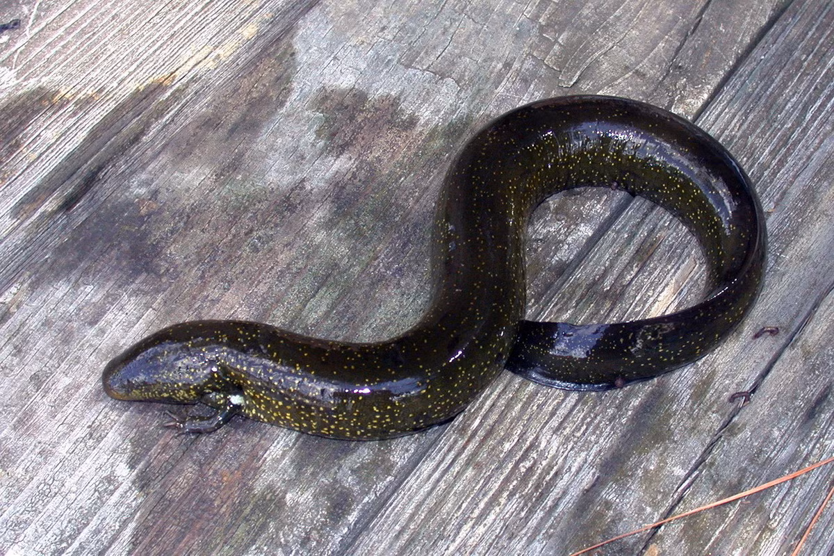 Điểm đặc biệt của chúng là có hai chi trước nhỏ xíu nhưng đã phát triển đầy đủ và hoàn toàn không có chi sau. Ở một loài, bộ xương ở chi trước của chúng chỉ được làm bằng sụn. Ảnh: iNaturalist.