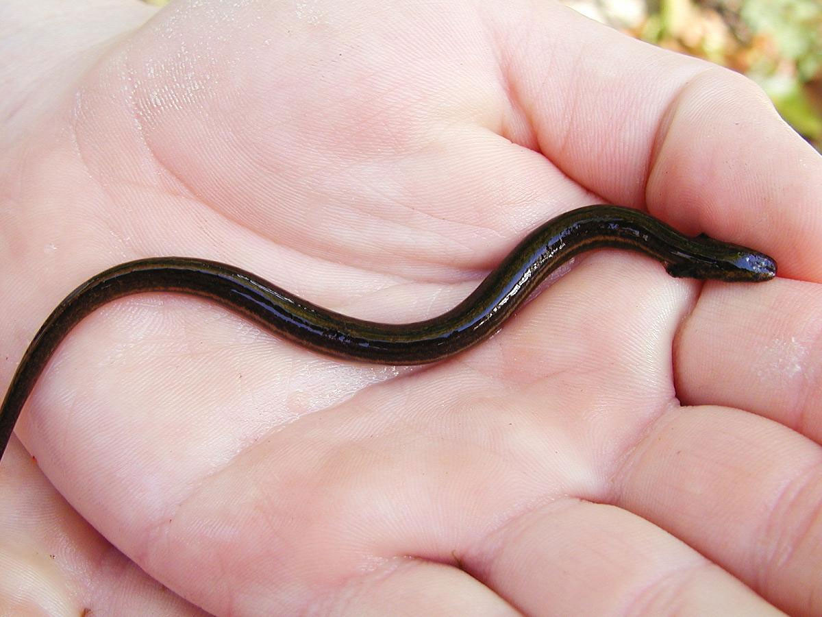 Do có quá nhiều điểm khác biệt so với các loài kỳ giông khác, trong một số cách phân loại, giông lươn hai chân được xếp thành một phân bộ riêng, hoặc một bộ hoàn toàn khác biệt. Ảnh: Kingsnake.com.