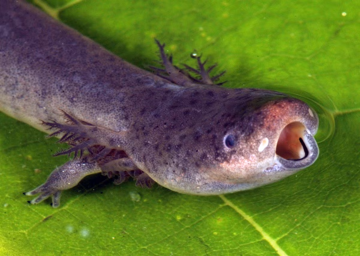 Dù vậy, mang của chúng hoàn toàn không có chức năng khi là ấu trùng, và chỉ khi trưởng thành mới phát triển đầy đủ, nhưng chức năng hô hấp hạn chế. Về cơ bản, giông lươn hai chân là loài hít thở không khí bắt buộc với phổi phát triển tốt. Ảnh: Amphibian Fact.