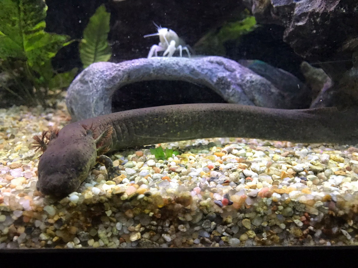 Những loài lưỡng cư này là động vật ăn tạp, thức ăn chủ yếu là giun, ốc nhỏ, tôm và tảo sợi. Đây là nhóm kỳ giông duy nhất được biết đến với tập tính ăn thực vật. Ảnh: Reddid.