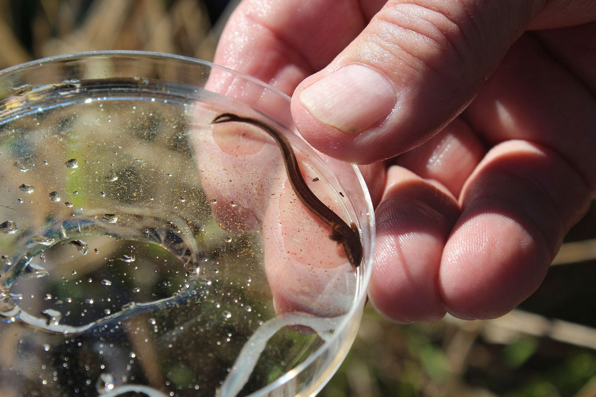 Về phương diện sinh sản, giông lươn hai chân duy trì nòi giống bằng phương pháp thụ tinh bên ngoài. Con đực cũng tham gia xây ổ trứng và chăm sóc cho con cái của chúng. Ảnh: iNaturalist.