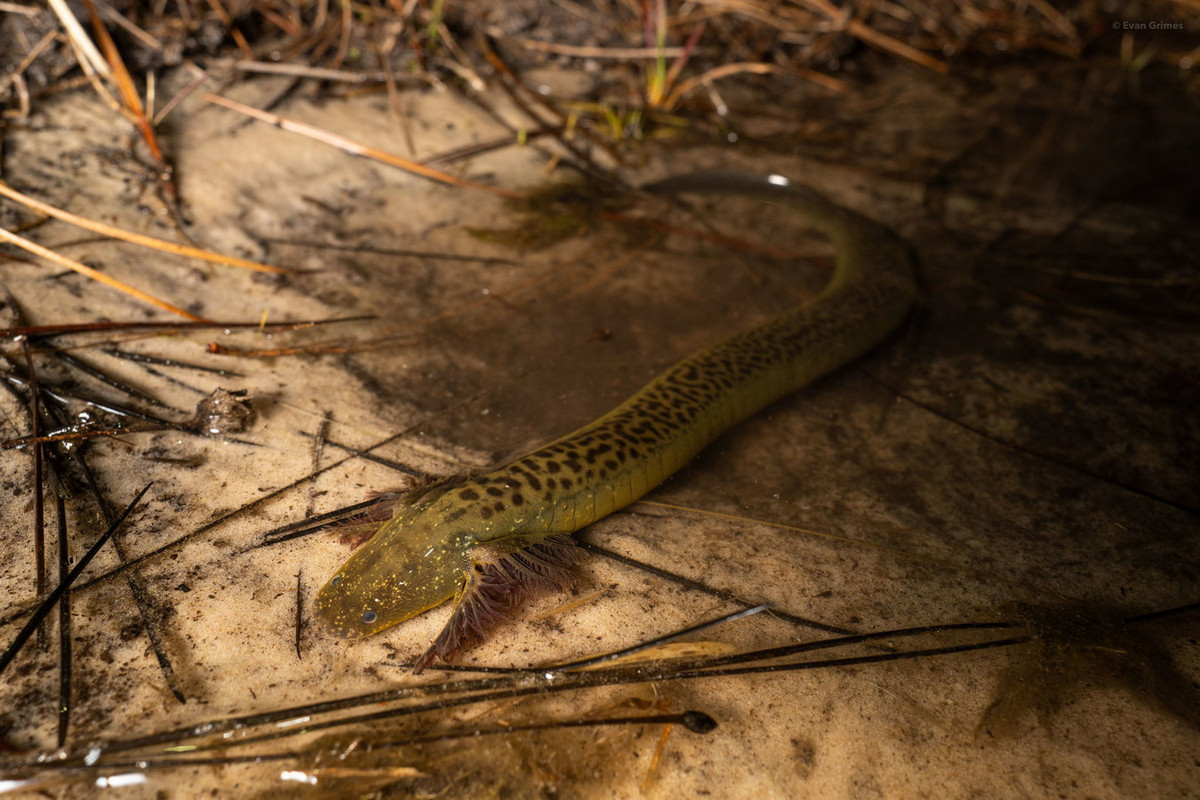 Ngày nay, chỉ còn 5 loài giông lươn hai chân thuộc hai chi khác nhau còn tồn tại. Giống như hầu hết các loài lưỡng cư khác, số lượng của chúng đang giảm dần do ô nhiễm môi trường nước, chủ yếu do việc sử dụng thuốc trừ sâu nông nghiệp và phân bón quá mức trong nông nghiệp. Ảnh: iNaturalist.