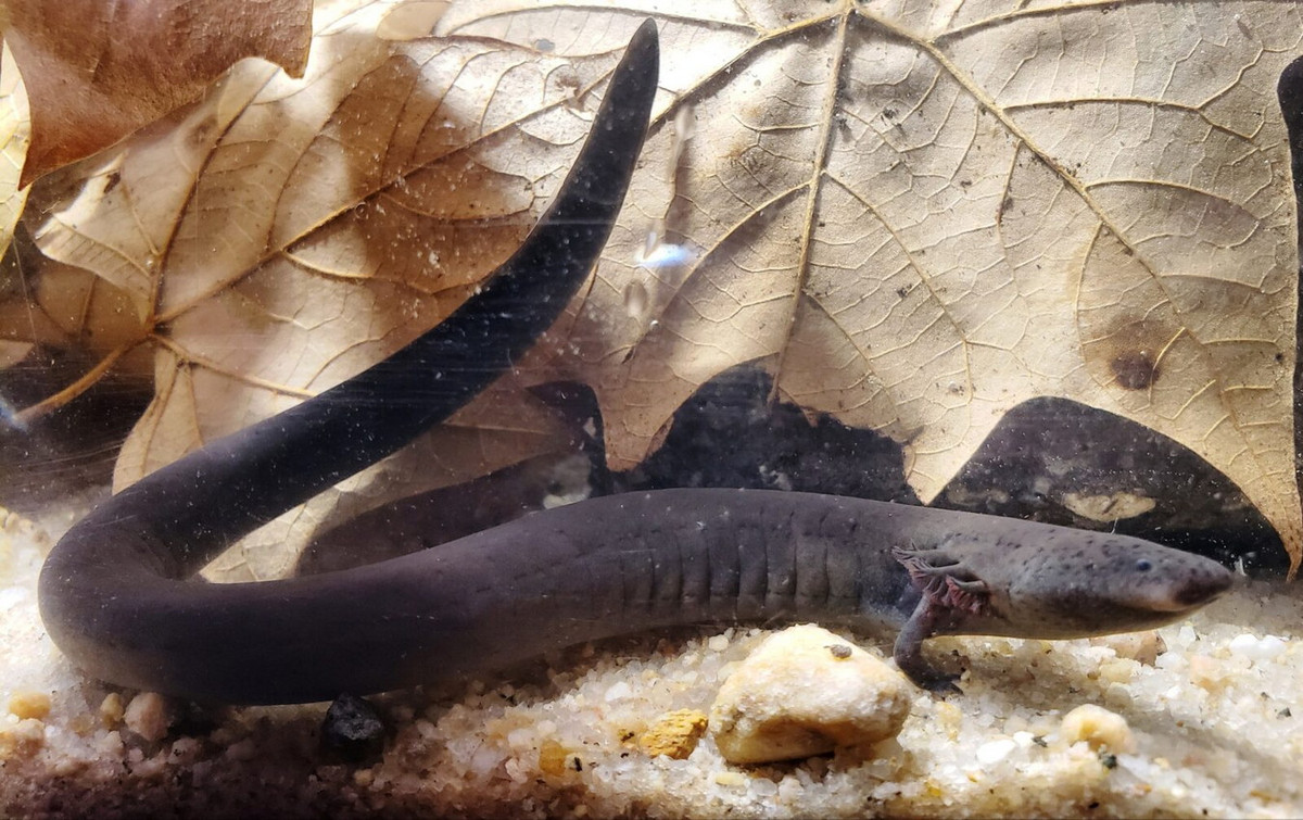 Trong thời kỳ hạn hán, chúng cũng có thể đào hang trong bùn của ao khô và bọc mình bằng một cái kén chất nhầy để sống sót. Trong những khoảng thời gian như vậy, chúng thở bằng phổi. Đây là đặc điểm rất giống cá phổi châu Phi. Ảnh: Virginia Department of Wildlife Resources.