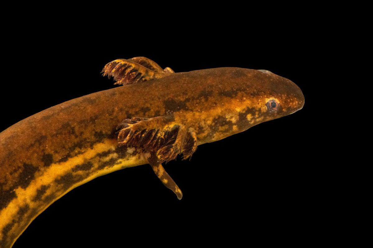 Ngược lại với hầu hết các loài kỳ giông khác, giông lươn hai chân có mang ngoài chụm lại với nhau trên cổ ở cả trạng thái ấu trùng và trưởng thành. Ở các loài còn lại, mang ngoài tiêu biến khi trưởng thành. Ảnh: Joel Sartore.