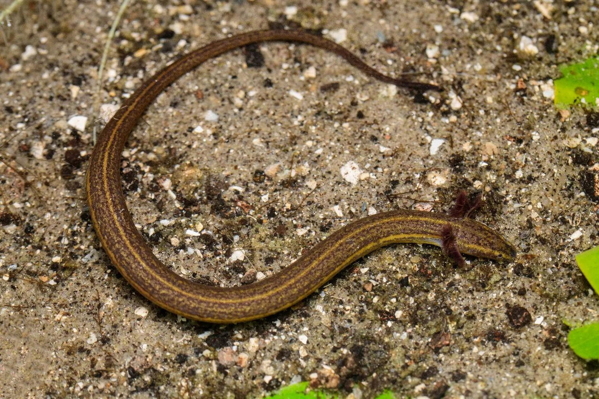 Trong thế giới của các loài động vật lưỡng cư, họ Giông lươn hai chân (Sirenidae) quy tụ những loài mang nhiều đặc điểm dị biệt so với các họ hàng còn lại. Ảnh: Joseph Mullica.