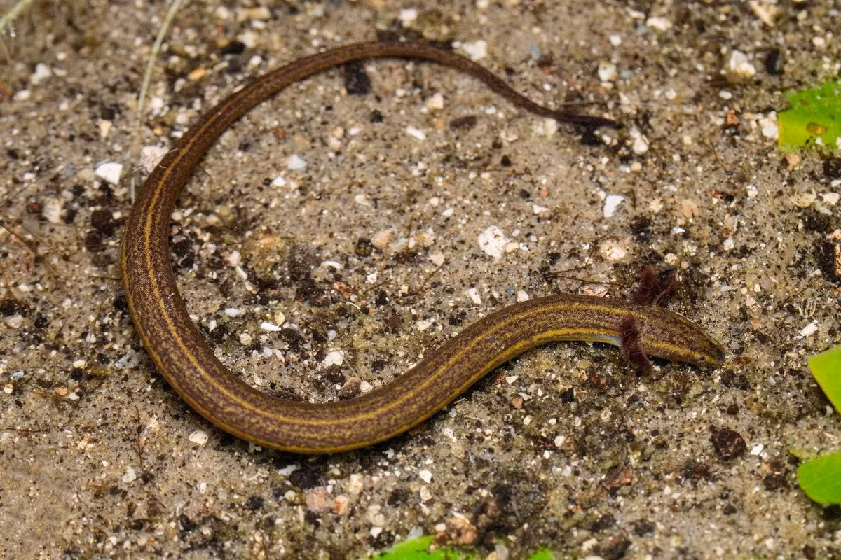 Trong thế giới của các loài động vật lưỡng cư, họ Giông lươn hai chân (Sirenidae) quy tụ những loài mang nhiều đặc điểm dị biệt so với các họ hàng còn lại. Ảnh: Joseph Mullica.