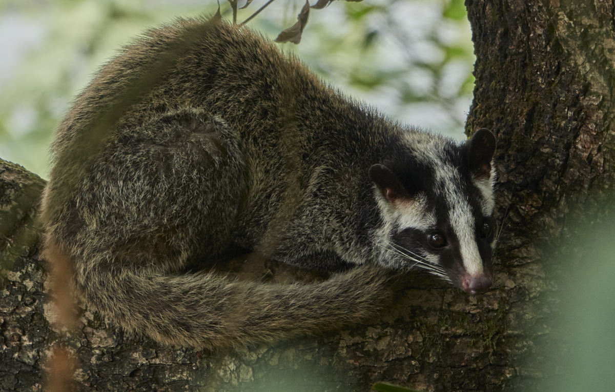 Cầy vòi mốc (Paguma larvata) dài 51-78 cm, là loài cầy bản địa của khu vực Đông Nam Á lục địa. Loài cầy nhanh nhẹn sống đơn độc trên cây này ăn quả, côn trùng và các động vật có xương sống nhỏ. Ảnh: iNaturalist.