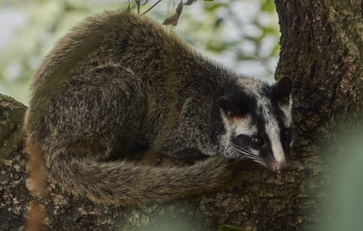 Cầy vòi mốc (Paguma larvata) dài 51-78 cm, là loài cầy bản địa của khu vực Đông Nam Á lục địa. Loài cầy nhanh nhẹn sống đơn độc trên cây này ăn quả, côn trùng và các động vật có xương sống nhỏ. Ảnh: iNaturalist.