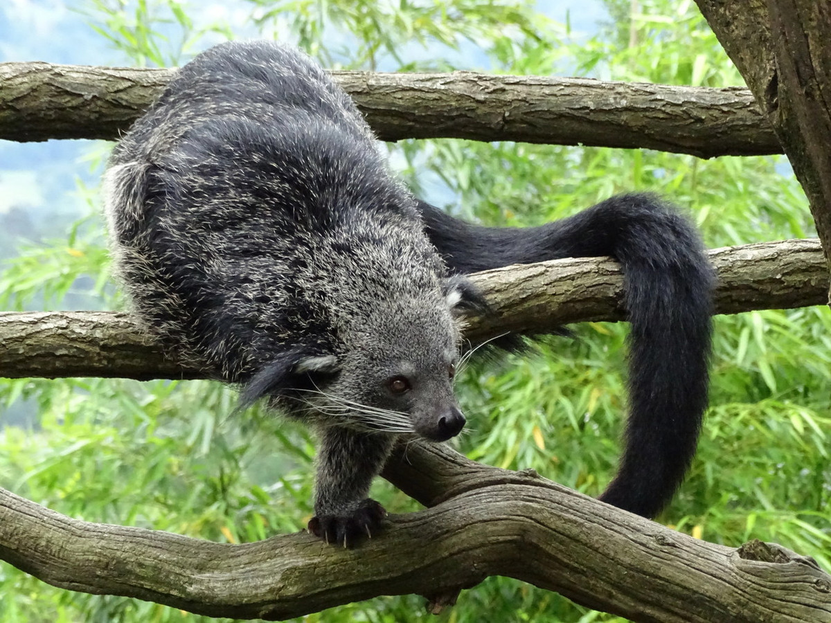 Cầy mực (Arctictis binturong) dài 61-97 cm, phân bố ở Đông Nam Á. Loài này có đuôi dài, khỏe, giúp di chuyển thận trọng trong tán rừng để tìm quả và các động vật nhỏ. Ảnh: Parc Animalier des Pyrénées.