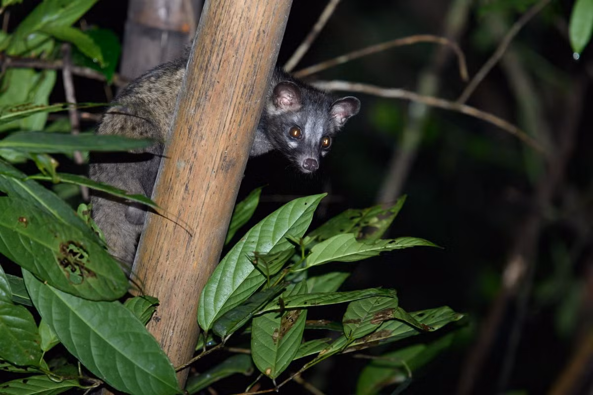 Cầy vòi đốm (Paradoxurus hermaphroditus) dài 42-70 cm, có vùng phân bố tự nhiên trải rộng từ Pakistan đến Indonesia. Loài cầy thích ăn quả này bị coi là động vật gây hại ở các đồn điền trồng cọ và chuối. Ảnh: Wikipedia.