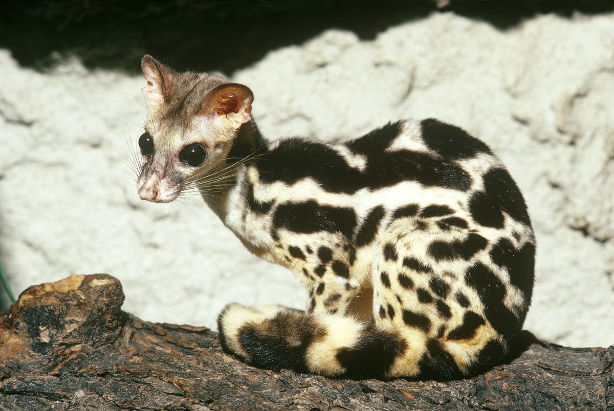 Cầy gấm sọc (Prionodon linsang) dài 33-45 cm, sống trong các khu rừng rậm ở Đông Nam Á. Còn được gọi là cầy hổ, loài vật nhút nhát này trú ẩn trong các hốc cây. Chúng săn chuột, sóc, thằn lằn và chim. Ảnh: Den Store Danske.