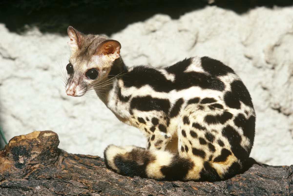 Cầy gấm sọc (Prionodon linsang) dài 33-45 cm, sống trong các khu rừng rậm ở Đông Nam Á. Còn được gọi là cầy hổ, loài vật nhút nhát này trú ẩn trong các hốc cây. Chúng săn chuột, sóc, thằn lằn và chim. Ảnh: Den Store Danske.