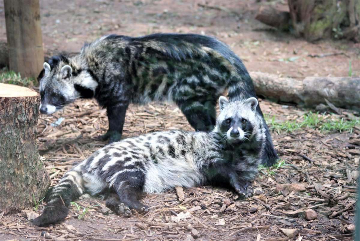 Cầy hương châu Phi (Civettictis civetta) dài 67-84 cm, phân bố rộng ở châu Phi hạ Sahara. Loài động vật ăn tạp lớn này sống trên mặt đất. Chúng sống đơn độc và đánh dấu lãnh thổ bằng mùi xạ rất mạnh. Ảnh: Biolib.cz.