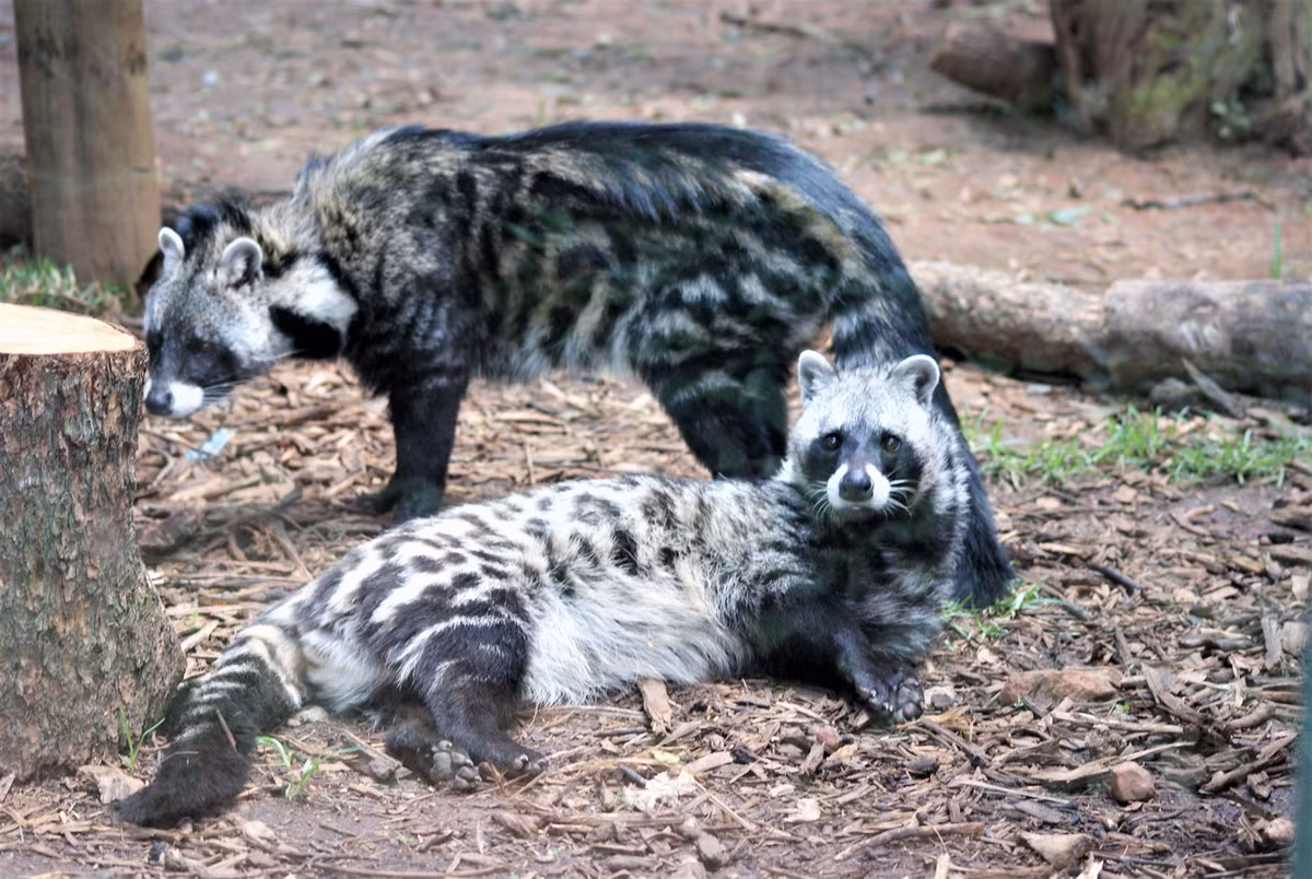 Cầy hương châu Phi (Civettictis civetta) dài 67-84 cm, phân bố rộng ở châu Phi hạ Sahara. Loài động vật ăn tạp lớn này sống trên mặt đất. Chúng sống đơn độc và đánh dấu lãnh thổ bằng mùi xạ rất mạnh. Ảnh: Biolib.cz.