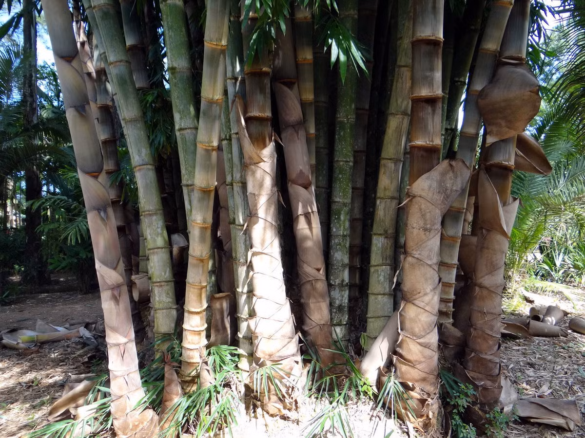 Kỷ lục về tăng trưởng của tre khổng lồ là 46 cm trong 24 giờ, được thiết lập vào ngày 29-30/7/1903 tại Vườn Bách thảo Hoàng gia Peradeniya ở Ceylon (Sri Lanka). Ảnh: Guadua Bamboo.