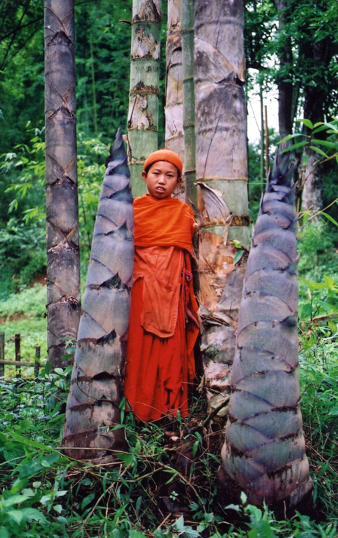 Măng của tre khổng lồ có màu tím đen, kích thước cũng lớn hơn nhiều so với măng của các loài tre thường gặp. Trong điều kiện thuận lợi, nó có thể cao thêm tới 40 cm mỗi ngày. Ảnh: SoCal ABS.