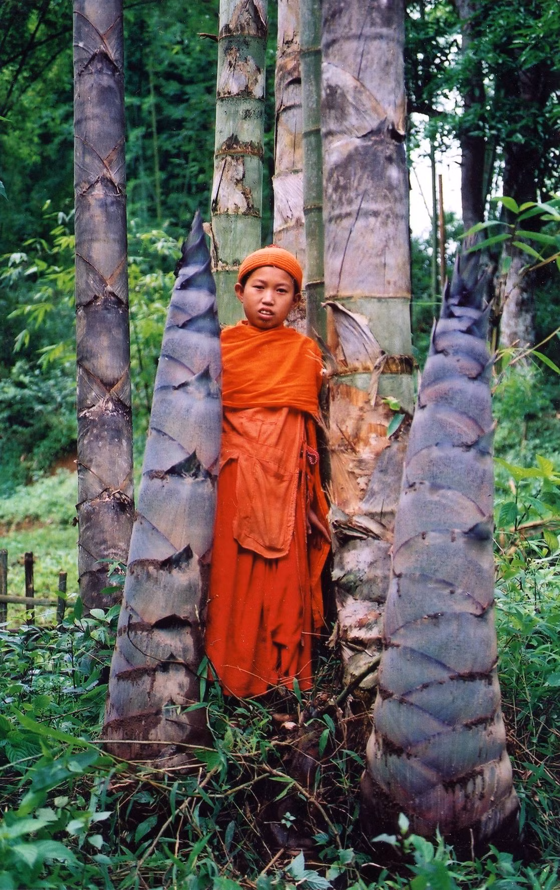 Măng của tre khổng lồ có màu tím đen, kích thước cũng lớn hơn nhiều so với măng của các loài tre thường gặp. Trong điều kiện thuận lợi, nó có thể cao thêm tới 40 cm mỗi ngày. Ảnh: SoCal ABS.