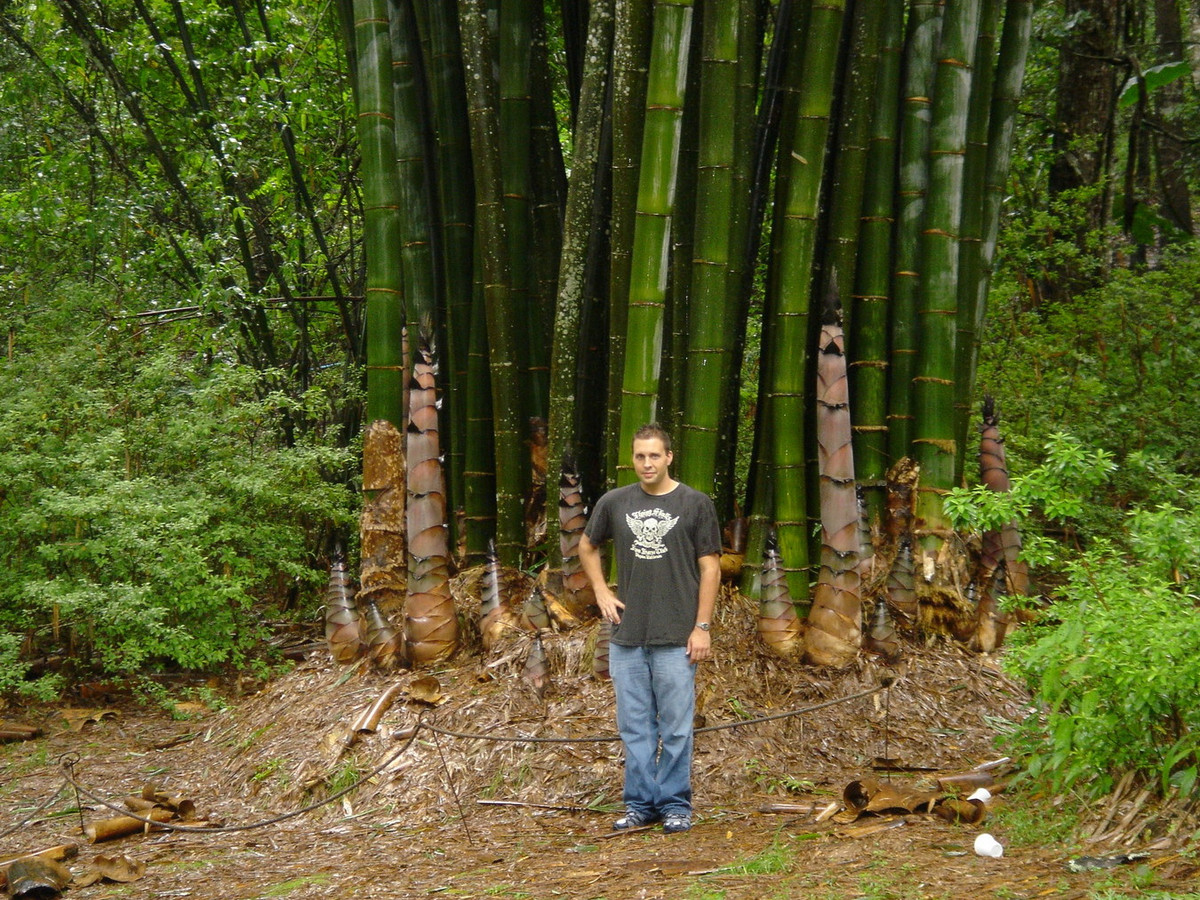 Có nguồn gốc từ Đông Nam Á, loài tre Dendrocalamus giganteus, thường được gọi là tre khổng lồ hoặc tre rồng, được coi là loài tre lớn nhất trên thế giới. Ảnh: BambooWeb.