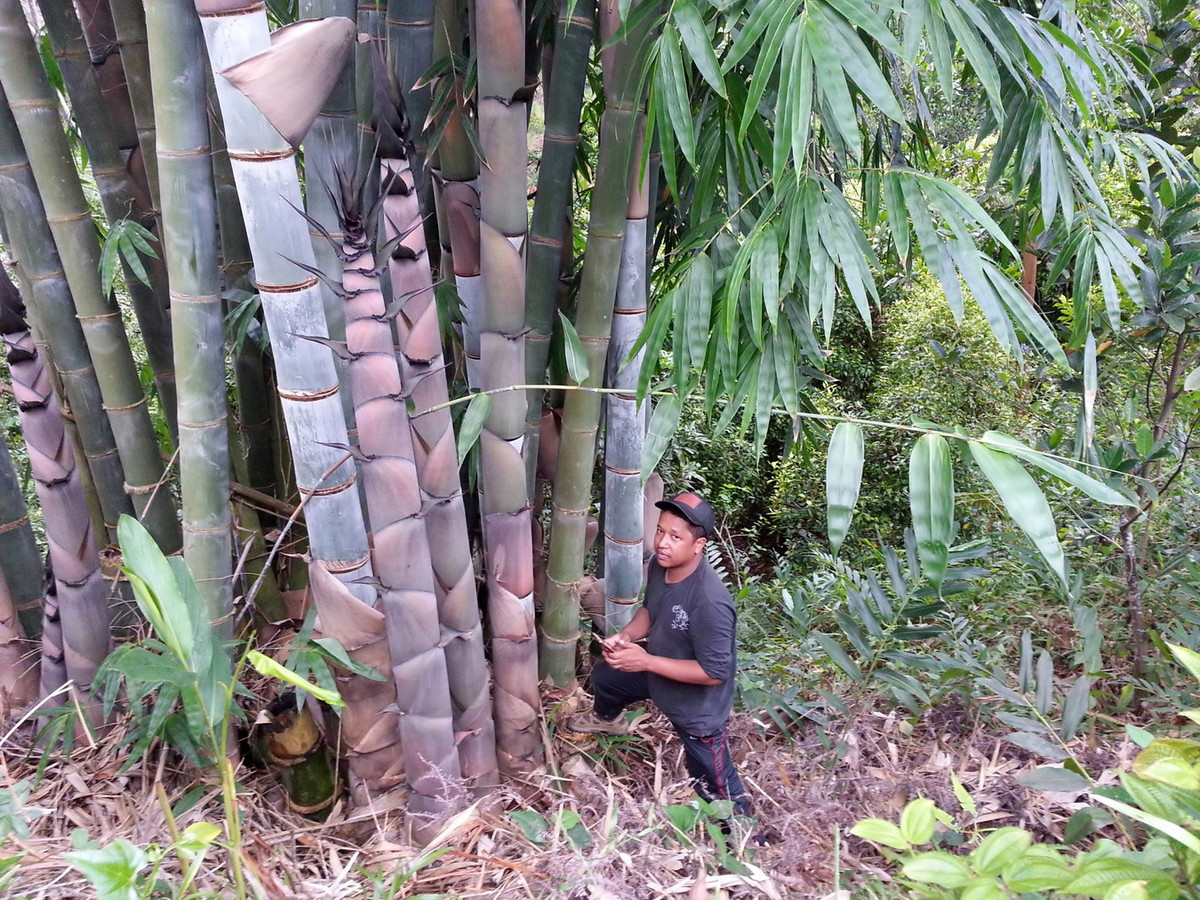Những cây tre này mọc thành cụm gồm một số lượng lớn các thân tre lớn phát triển gần nhau, thường đạt tới độ cao 30 mét, tương đương một tòa nhà 10 tầng. Ảnh: iNaturalist.