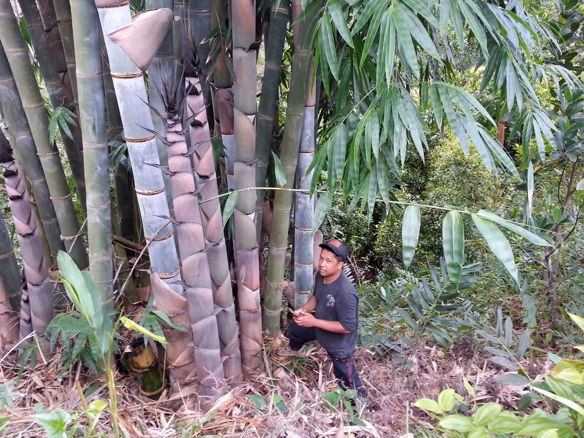 Những cây tre này mọc thành cụm gồm một số lượng lớn các thân tre lớn phát triển gần nhau, thường đạt tới độ cao 30 mét, tương đương một tòa nhà 10 tầng. Ảnh: iNaturalist.
