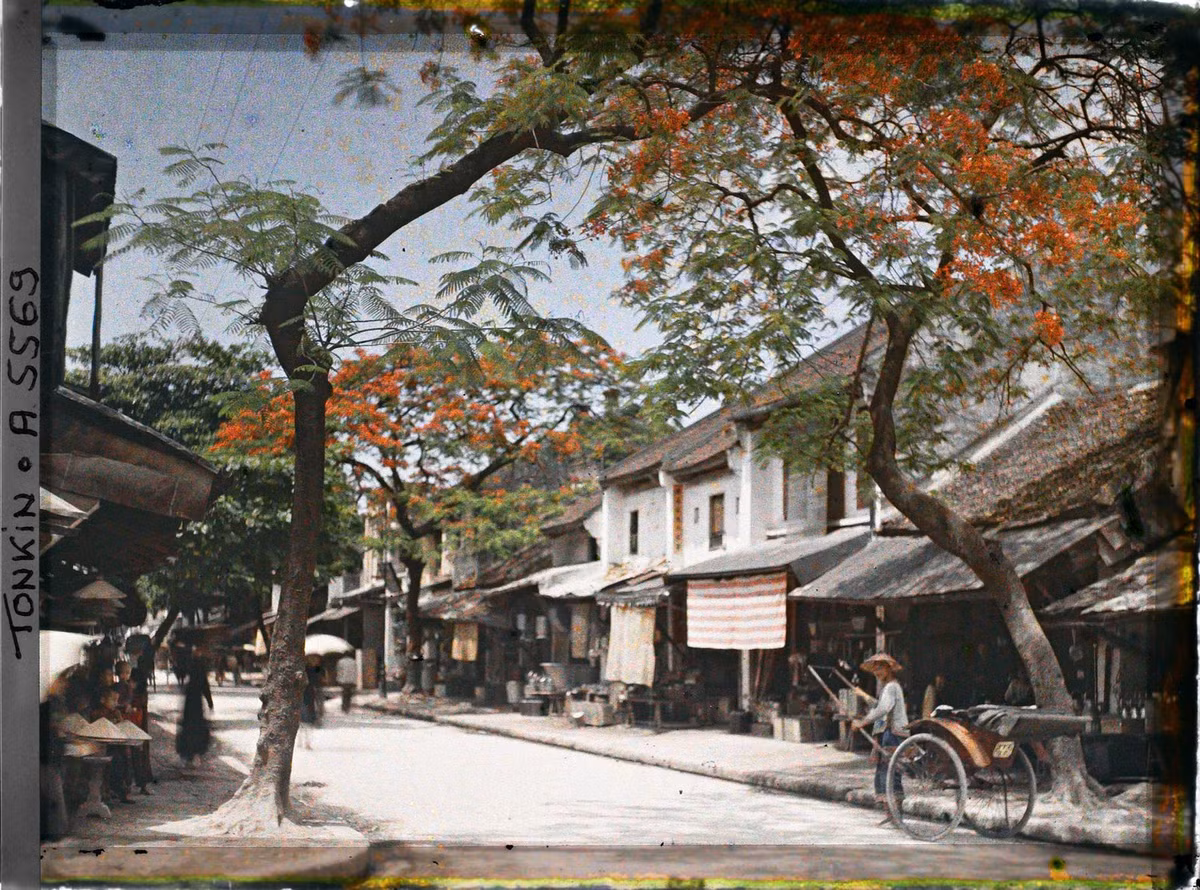  Hoa phượng khoe sắc rực rỡ trên phố Hàng Thiếc, Hà Nội năm 1915. Ảnh: Léon Busy / Collections.albert-kahn.hauts-de-seine.fr.