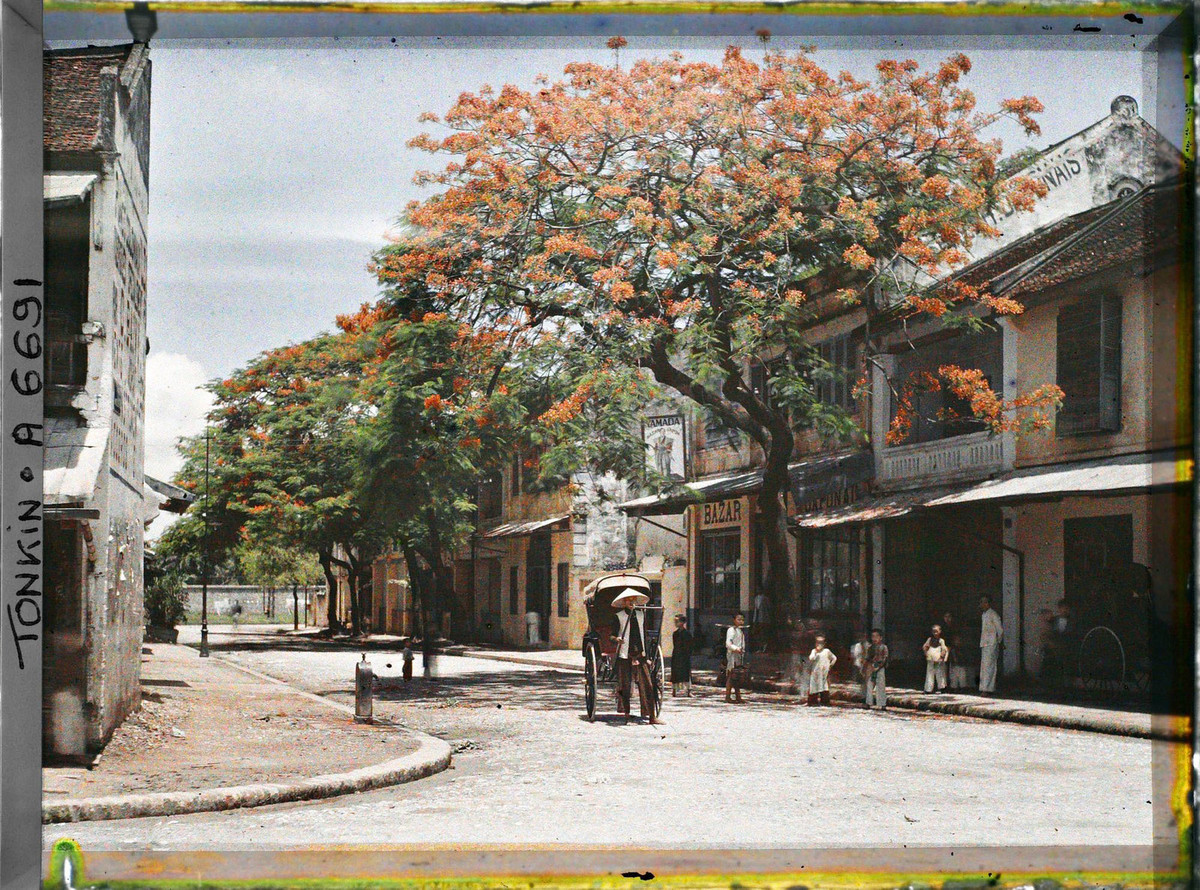 Cây hoa phượng tuyệt đẹp phía trước tiệm tạp hóa Nhật Bản tên “Yamada” trên phố Hàng Chén.