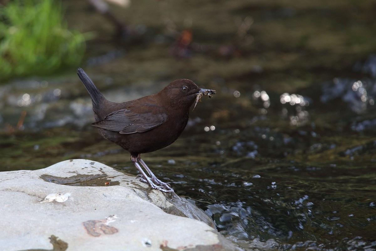 Sinh cảnh của chim lội suối là các con sông và suối, phân bố từ độ cao 200 đến 2.850 mét. Có thể dễ gặp chúng tại VQG Hoàng Liên Sa Pa, khu BTTN Mường Nhé, Tây Côn Lĩnh, Du Già.