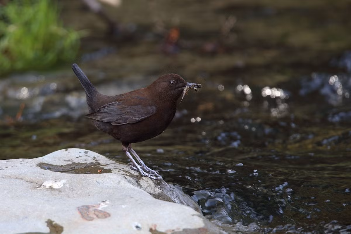 Sinh cảnh của chim lội suối là các con sông và suối, phân bố từ độ cao 200 đến 2.850 mét. Có thể dễ gặp chúng tại VQG Hoàng Liên Sa Pa, khu BTTN Mường Nhé, Tây Côn Lĩnh, Du Già.