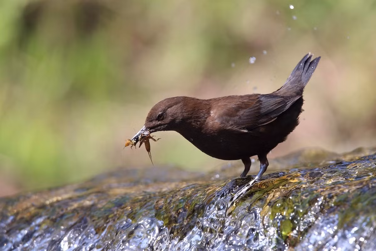 Trong thời gian còn lại của năm, chim trưởng thành sẽ kiếm ăn bằng cách lội nước và nhặt nhạnh những thứ ăn được ở khu vực nước nông. Do tập tính này mà chúng có tên gọi là "lội suối".