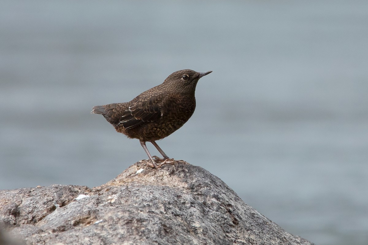 Trong Sách Đỏ IUCN, chim lội suối nằm trong diện Ít quan tâm do phạm vi phân bố rộng và đang sinh trưởng ổn định ở hầu khắp các khu vực phân bố.