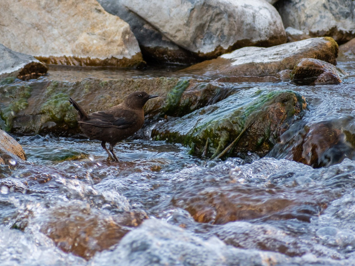 Trên thế giới, chim lội suối phân bố ở Đông Á và Siberia. Một quần thể nhỏ trú đông tại suối nước nóng ở dãy núi Suntar-Khayata, Siberia, được ghi nhận kiếm ăn dưới nước khi nhiệt độ không khí xuống dưới -55 C.