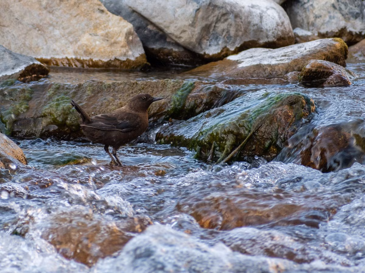 Trên thế giới, chim lội suối phân bố ở Đông Á và Siberia. Một quần thể nhỏ trú đông tại suối nước nóng ở dãy núi Suntar-Khayata, Siberia, được ghi nhận kiếm ăn dưới nước khi nhiệt độ không khí xuống dưới -55 C.