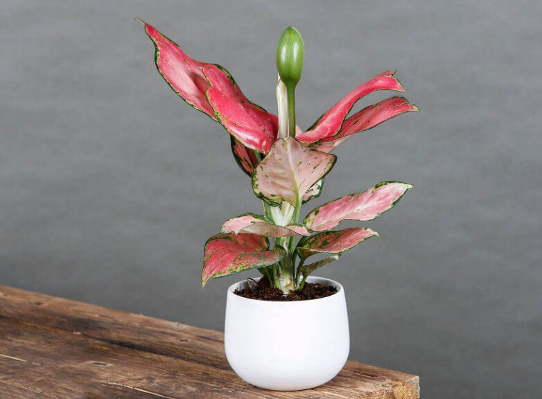 Cây phong thủy thuộc nhóm cây tiền truyền thống bao gồm tất cả các loại cây tiền nói chung và được sử dụng phổ biến và rộng rãi nhất với ý nghĩa cây tiền phong thủy, đó là cây kim tiền và cây kim ngân...có tác dụng chiêu tài, mang lại may mắn, thịnh vượng cho gia chủ.