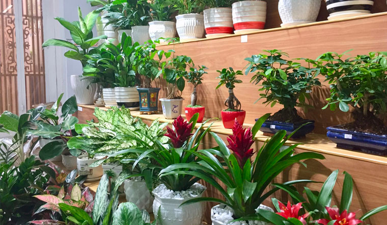 Cây phong thủy được coi là xấu chủ yếu do hình dạng có thể đem đến năng lượng không mong muốn vào trong ngôi nhà của bạn.