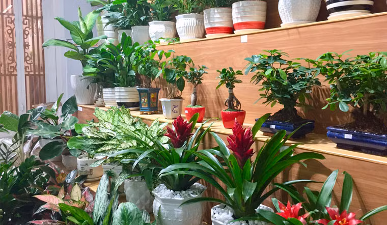 Cây phong thủy được coi là xấu chủ yếu do hình dạng có thể đem đến năng lượng không mong muốn vào trong ngôi nhà của bạn.