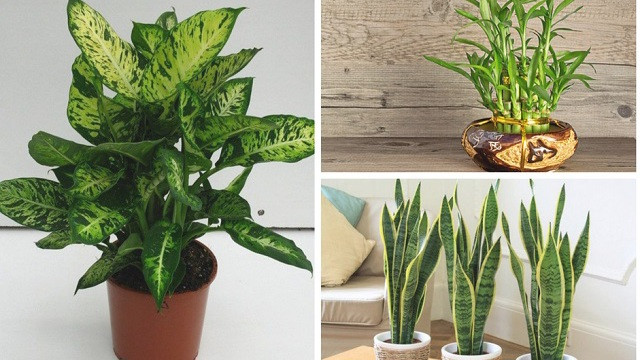 Cây phong thủy phải được bố trí đúng khu vưc bát quái mới phát huy được tác dụng tiềm ẩn. Ngược lại, chúng có thể làm suy yếu phong thủy của ngôi nhà hoặc văn phòng nếu nằm sai vị trí.