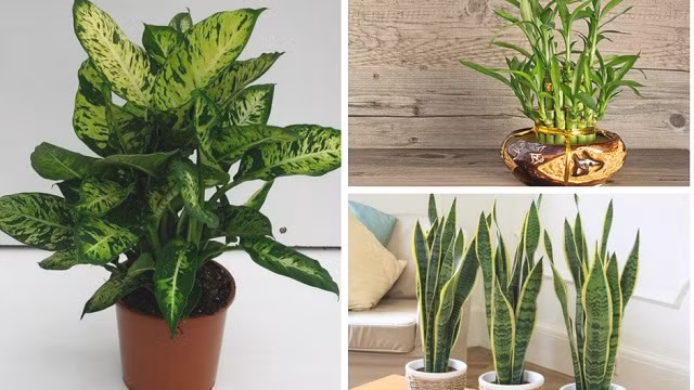 Cây phong thủy phải được bố trí đúng khu vưc bát quái mới phát huy được tác dụng tiềm ẩn. Ngược lại, chúng có thể làm suy yếu phong thủy của ngôi nhà hoặc văn phòng nếu nằm sai vị trí.