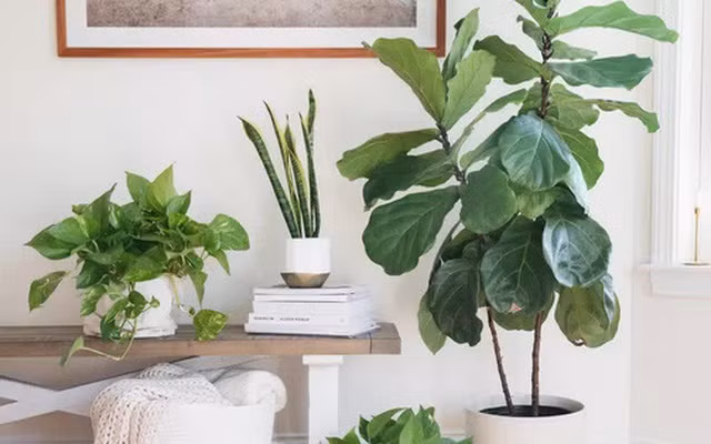 Một khi hiểu rõ sự tương tác này, bạn sẽ dễ dàng đưa ra lựa chọn đúng đắn khi trang trí không gian sống hoặc chỗ làm việc của mình với cây phong thủy.