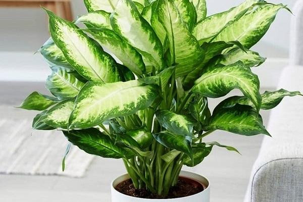 Khi trồng cây phong thủy cần lưu ý vị trí đặt cây, trong những khu vực bát quái khác nhau dựa trên sự tương tác của 5 yếu tố phong thủy cơ bản là: Kim, Mộc, Thủy, Hỏa và Thổ.