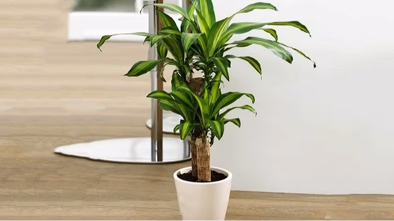 Cach dat cay phong thuy de mang lai tai loc