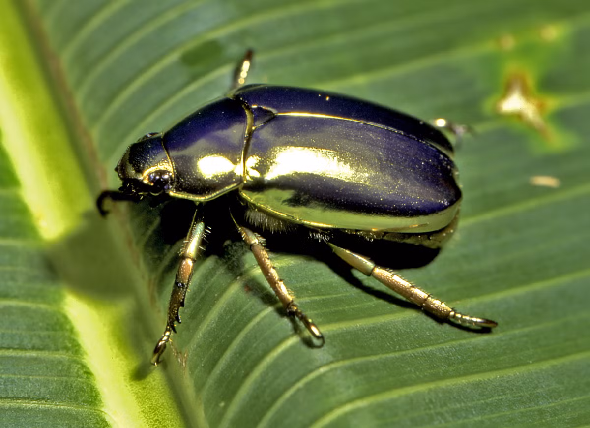  Bọ hung vàng (Chrysina resplendens). Khu vực phân bố: Trung Mỹ. Ảnh: iNaturalist.