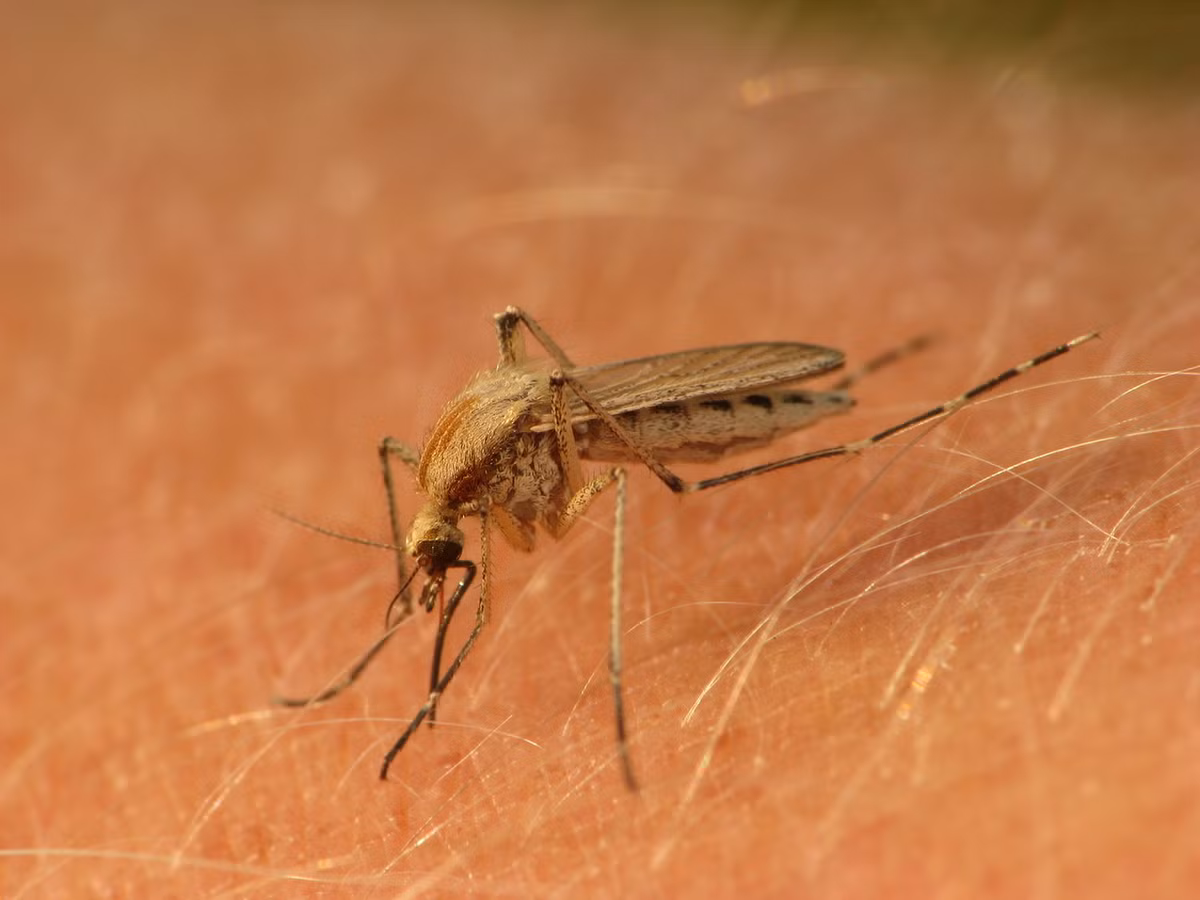 Muỗi đầm lầy muối mùa hè (Aedes dorsalis) Khu vực phân bố: Bắc bán cầu. Ảnh: iNaturalist.