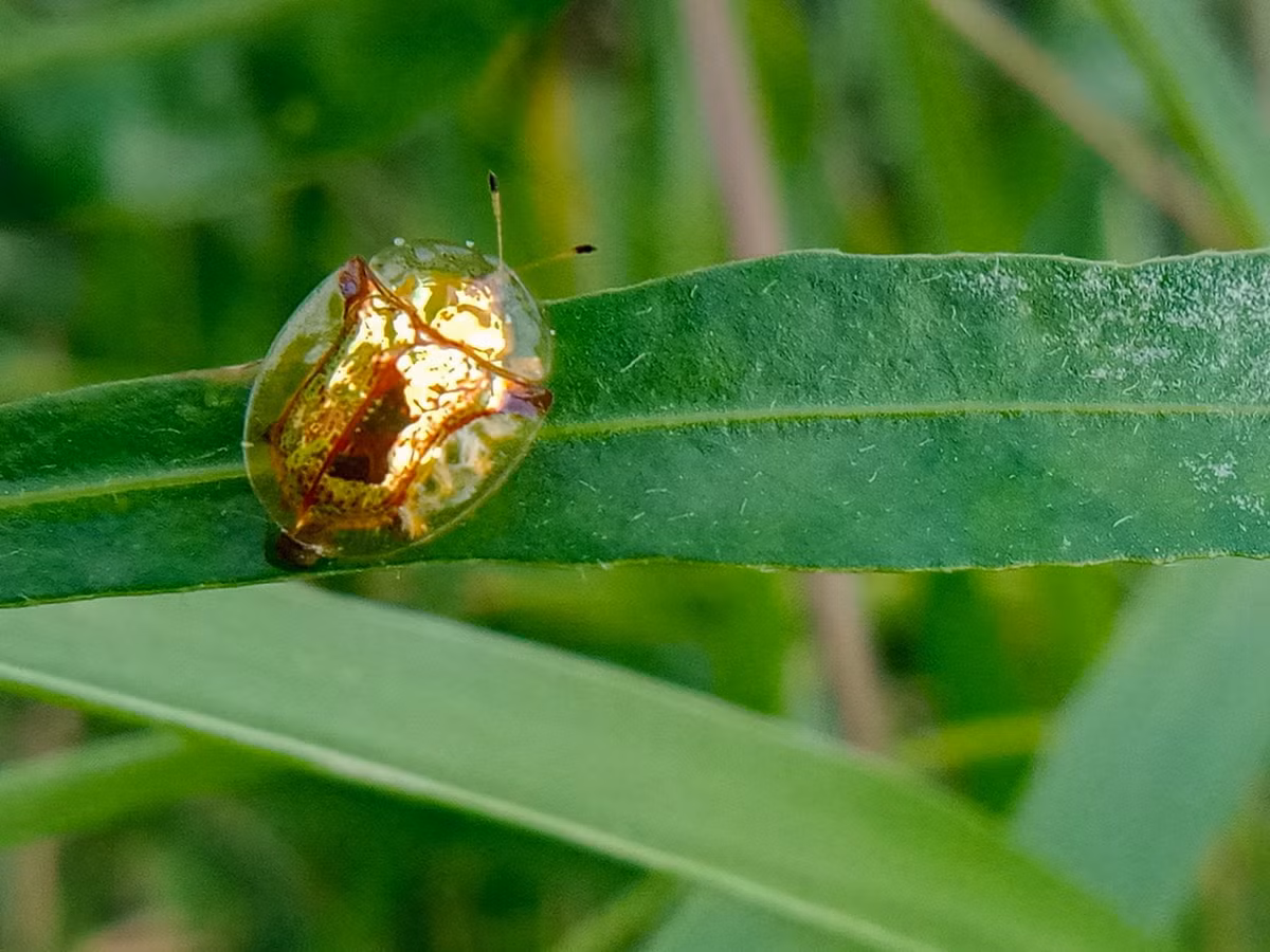 Bọ rùa vàng (Charidotella sexpunctata). Khu vực phân bố: Bắc Mỹ, đã xâm nhập vào nhiều khu vực khác nhau trên thế giới. Ảnh: India Biodiversity Portal.